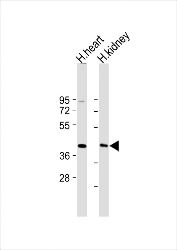 AADACL2