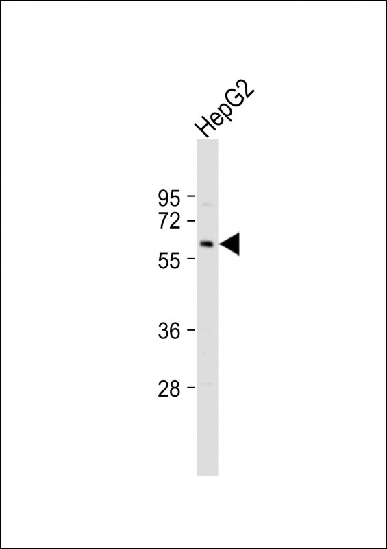 USP21