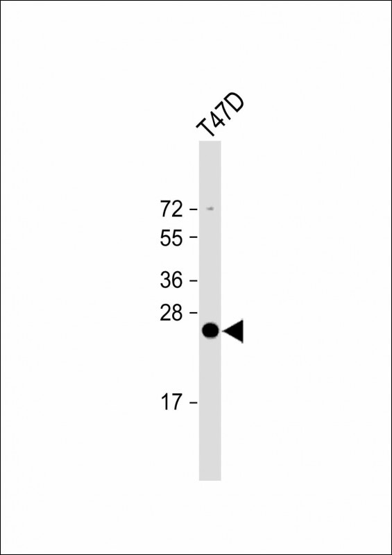 Rabbit Polyclonal Antibody to SCXA