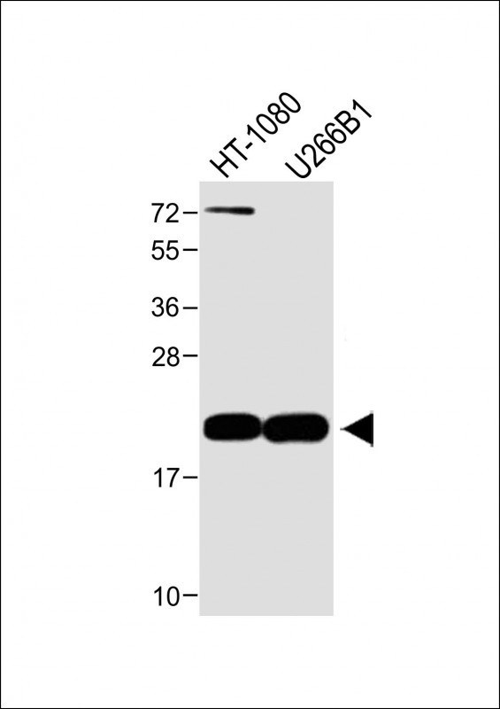 CTAG1A (N-term)