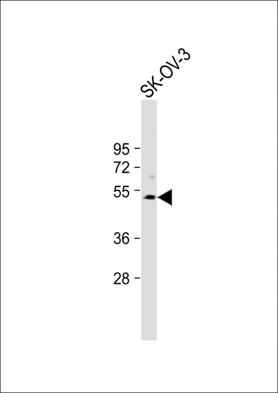 SPNS2 (N-term)