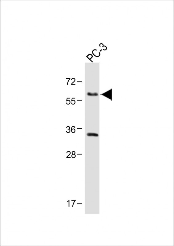 ADRA1D (N-term)