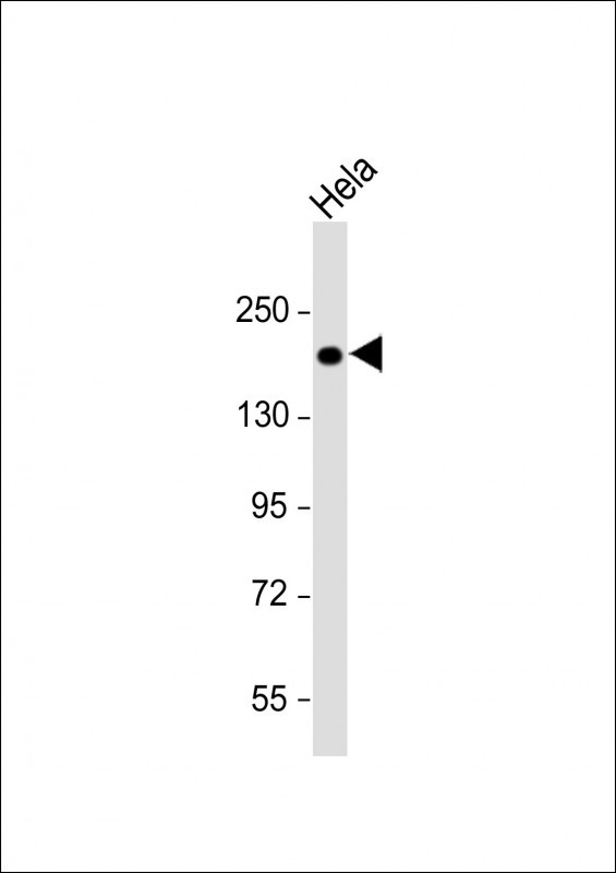 COL5A1 (N-term)
