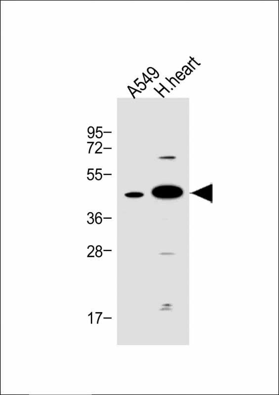 FSTL1