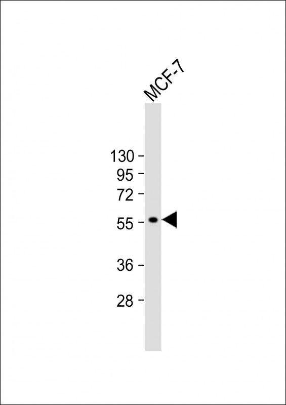 CYP27B1