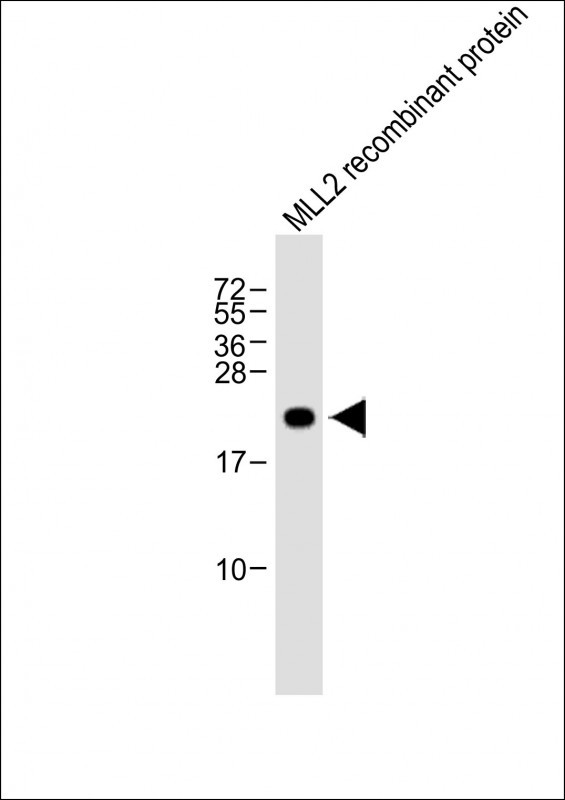 MLL2