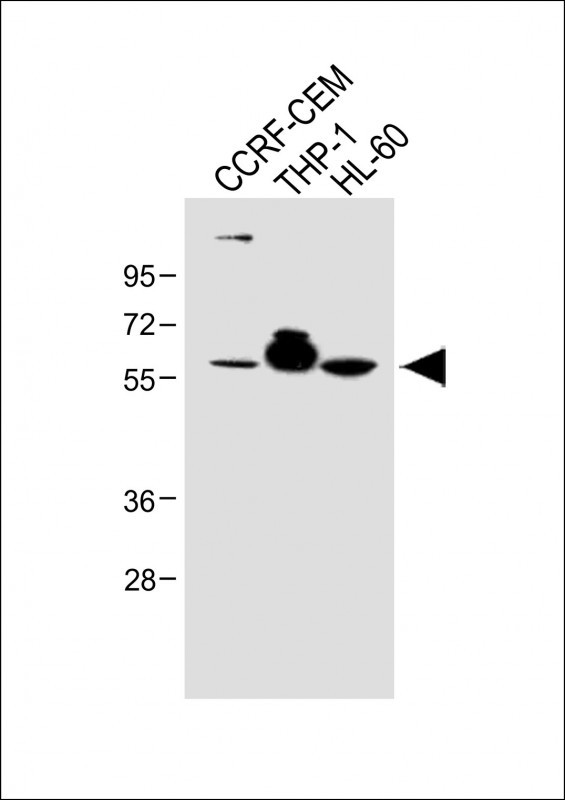 FCGR1B