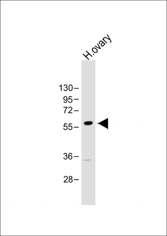 GRB14 (N-Term)