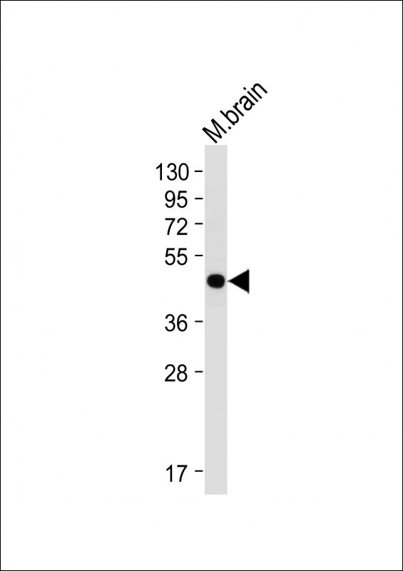 BHLH3 (N-term)