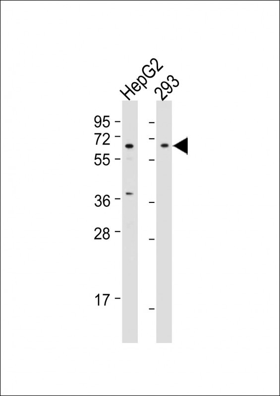 BTRC (N-term)