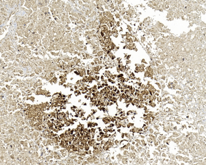 Mouse Monoclonal Antibody to ENOG