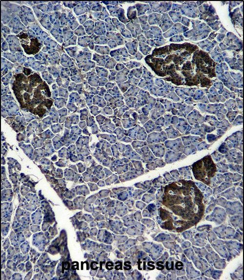 Mouse Monoclonal Antibody to ENOG