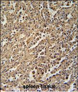 Rabbit Polyclonal Antibody to ENASE
