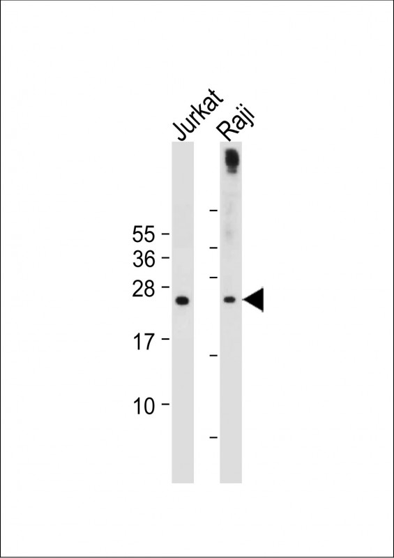 PHO1 (N-term)