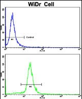 Rabbit Polyclonal Antibody to AXL