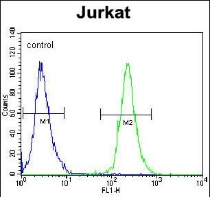 Rabbit Polyclonal Antibody to POTEB