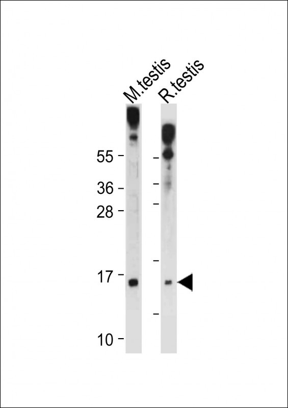 GLRX2 (C-term T135)
