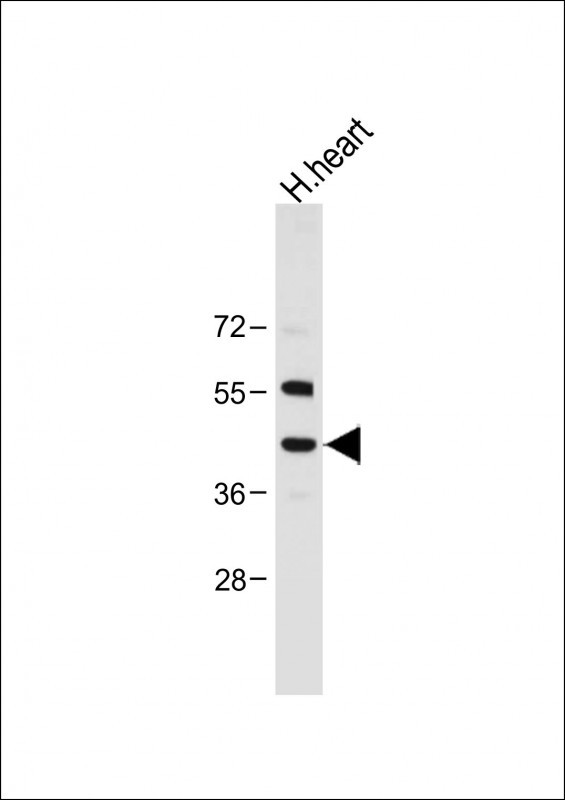 NEU2 (N-term)