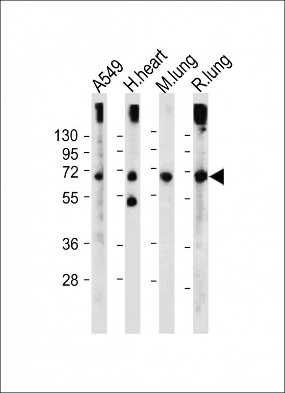 EHD2
