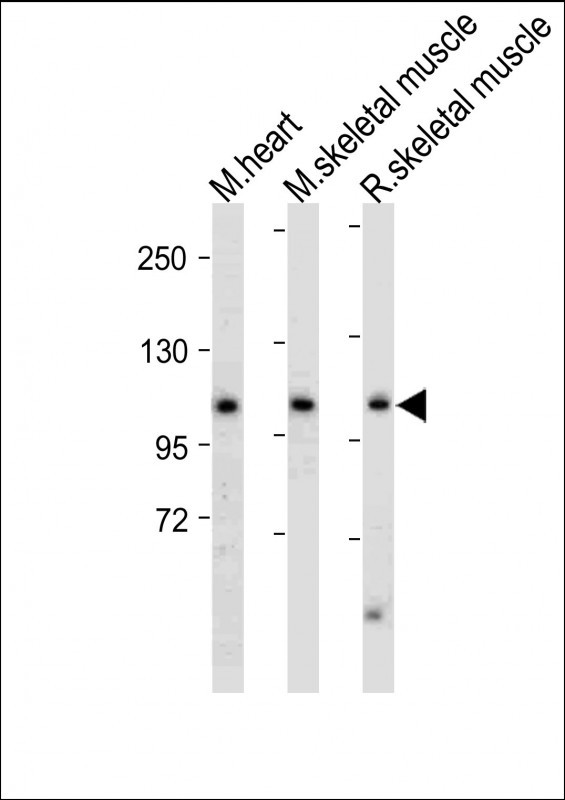 Mouse Csf1r