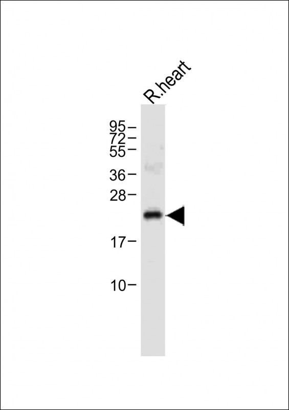 OAZ1 (N-term)