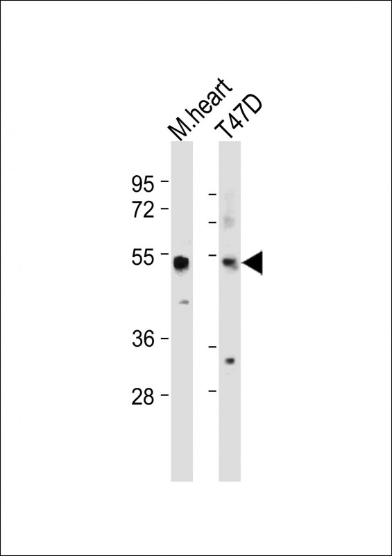 SCAR5  (C-term)