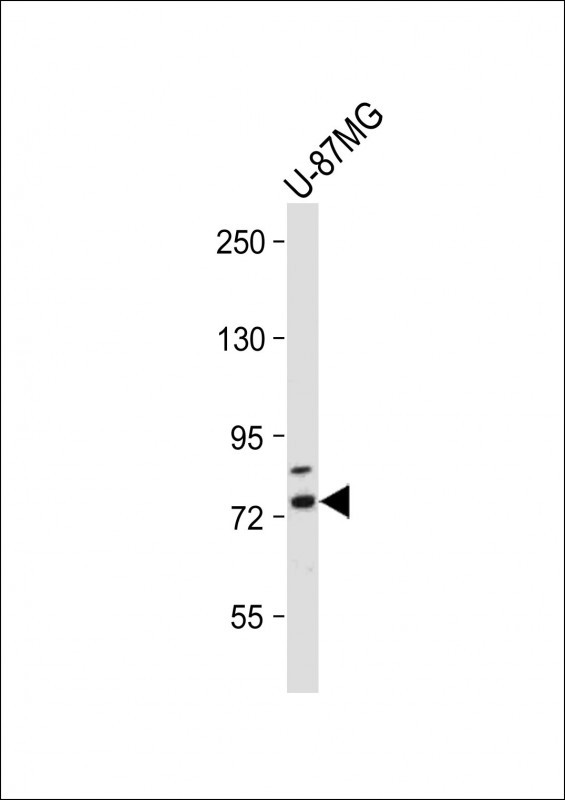 RNF145