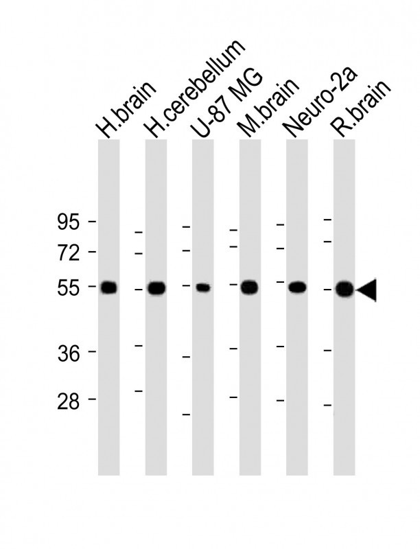 NRXN1 (N-term)