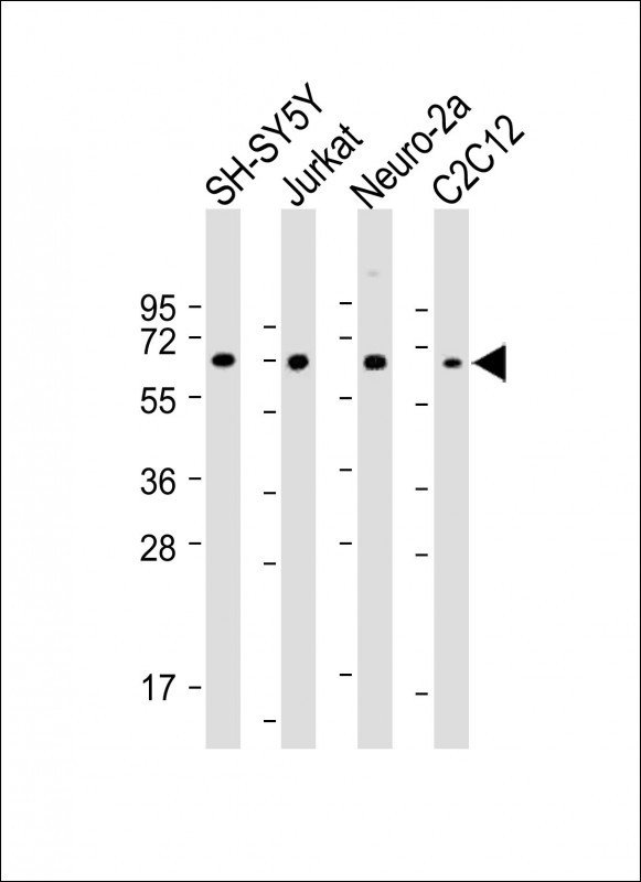 COL8A2