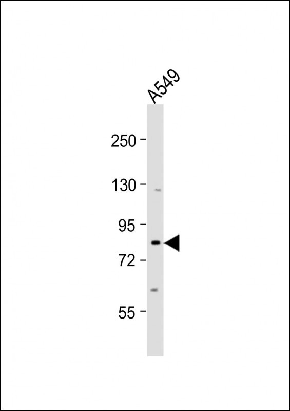 SIM1 (N-term)