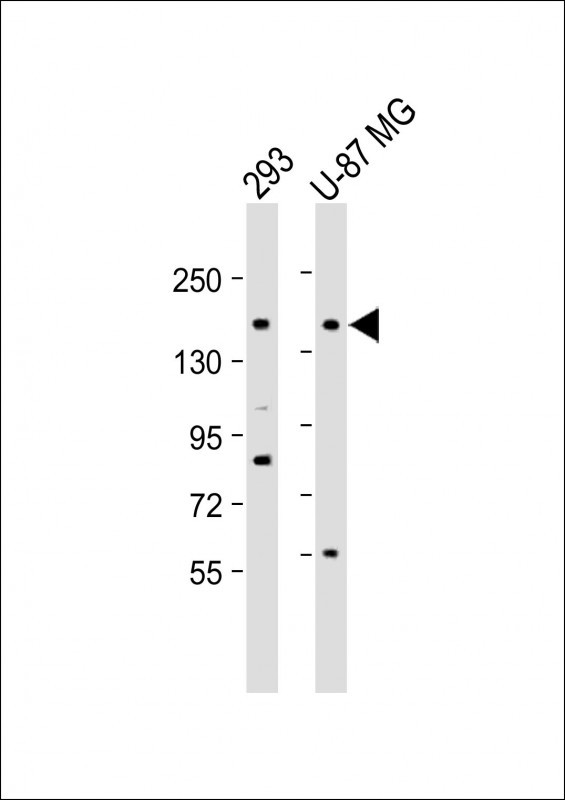PCDH9