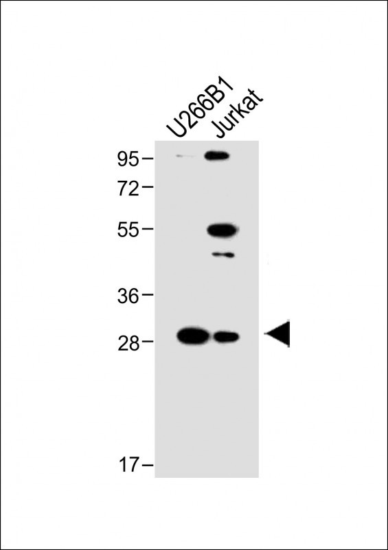 LAPTM5 (N-term)
