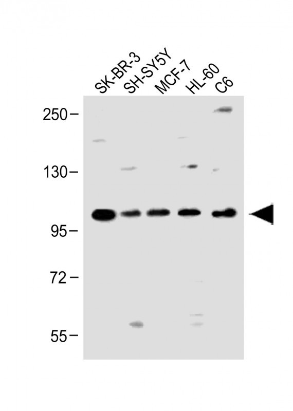 PCDH20