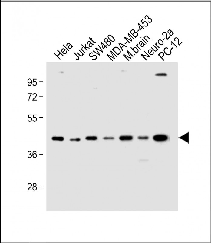 HTR4 (N-term)