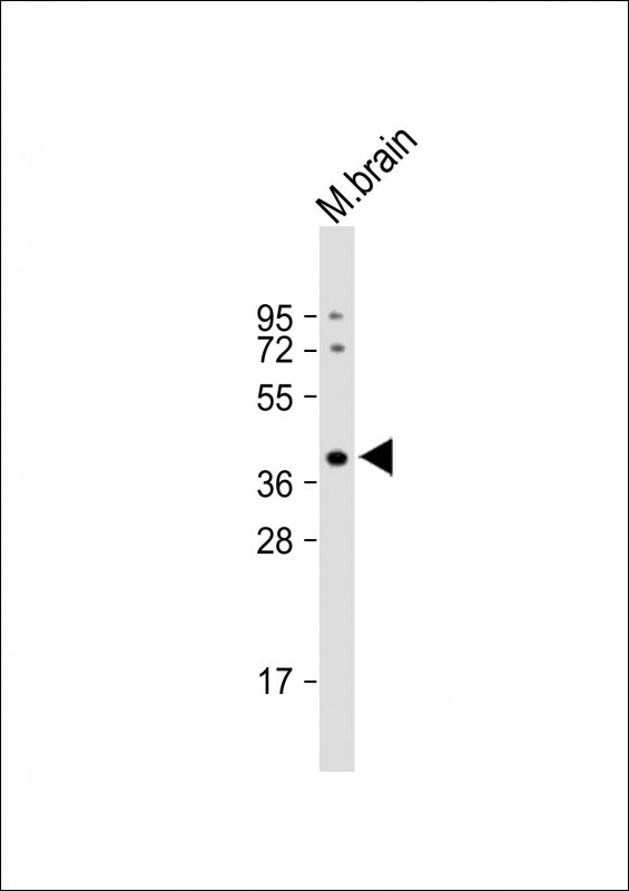 ELAVL2