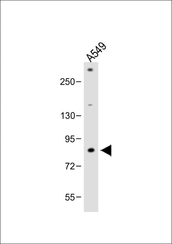 FBXL19