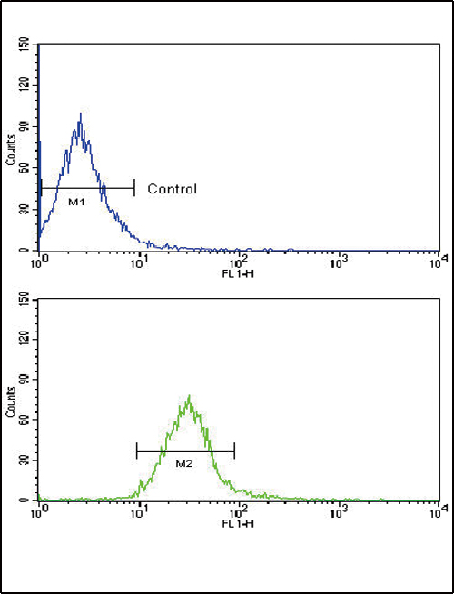 Rabbit Polyclonal Antibody to CCK4 (PTK7) (N-term)