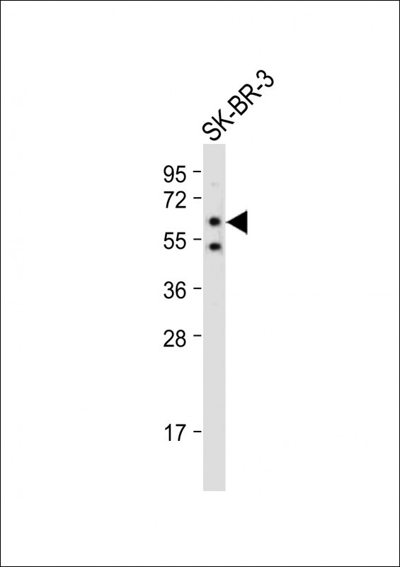 SLC15A3