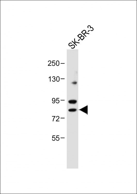 CDH10