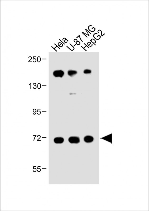 FBXL5 (N-term)