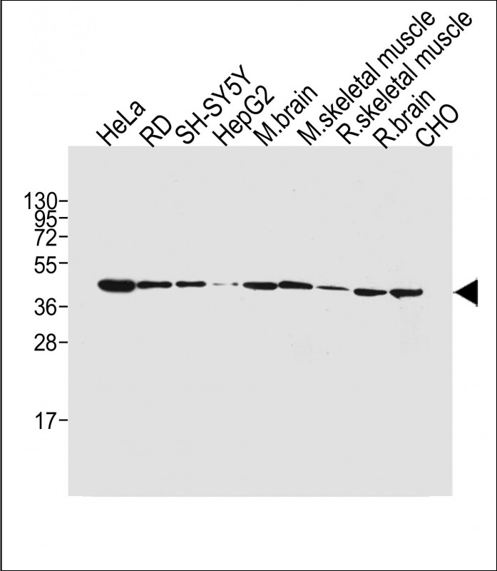 BHLH3 (N-term)
