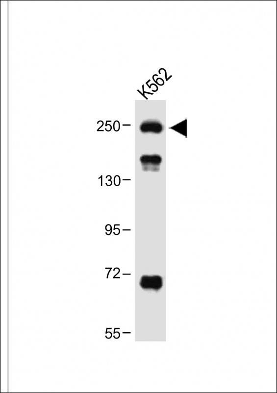 Rabbit Polyclonal Antibody to ATG2A