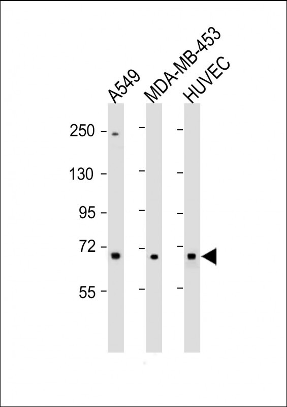 COL8A1 (N-term)