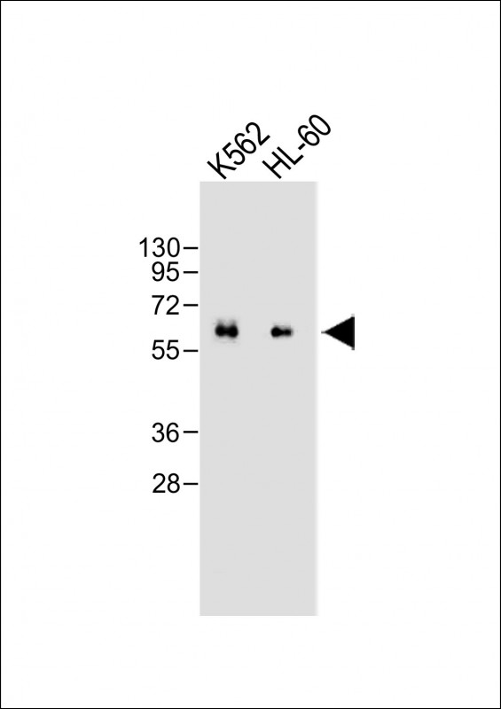 CARD9 (N-term)