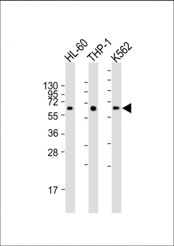 Mouse Monoclonal Antibody to CARD9 (N-term)