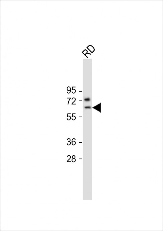 SMTNL1