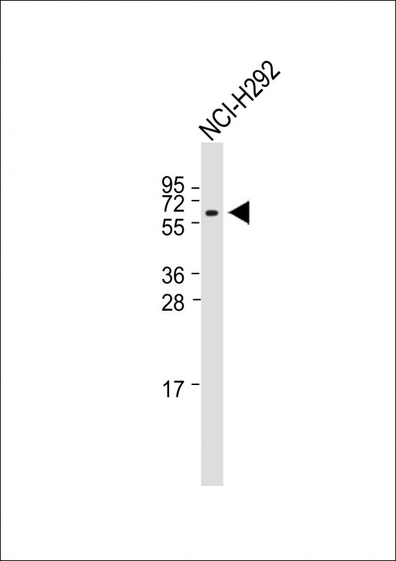 TRIM7  (N-term)