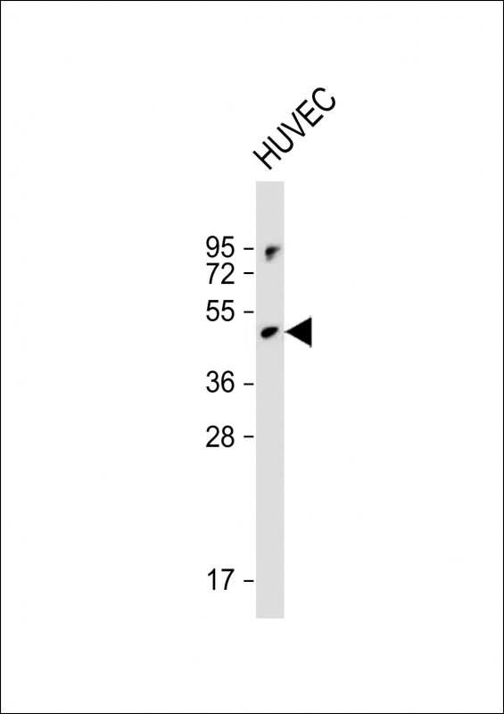 RBPJL (N-term)