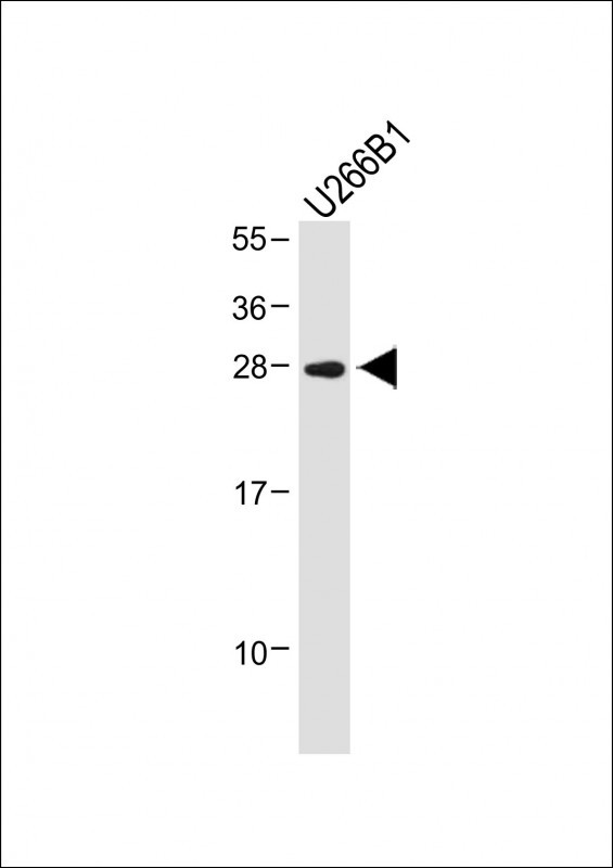 IGLL5