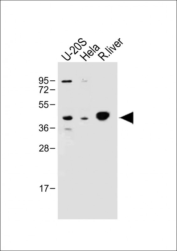 IDAS (N-term)